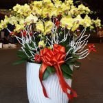 Lan Hồ Diệp Chúc Mừng Màu Vàng   -   May Mắn  -  Thành Công