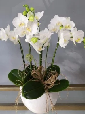 Hoa Lan Chậu Hồ điệp  Chúc Mừng