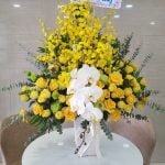 Hoa Bình Chúc Mừng Lan Vũ Nữ   -  Làn Hồ  điệp   -  Hồng Vàng