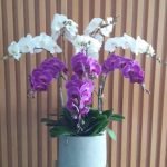 Binh Lan Hồ điệp Màu Trắng + Tím