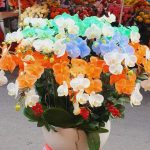 Hoa Lan Tết  -   Món Quà ý Nghĩa Chúc Một Năm Mới Hạnh Phúc Phát Tài