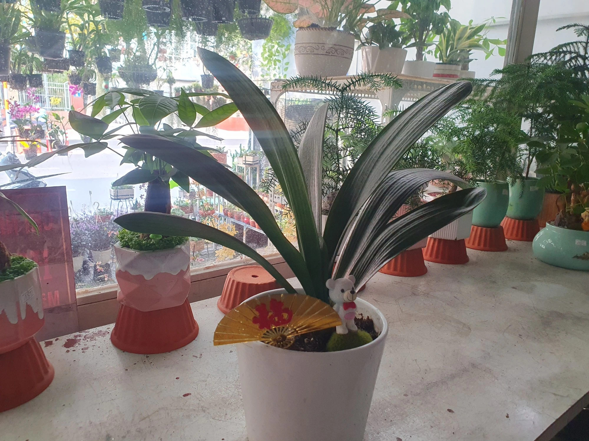 Nhiều người chi tiền triệu mua cây lan quân tử về chơi