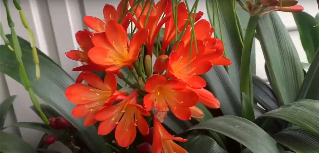 Nhiều người chi tiền triệu mua cây lan quân tử về chơi