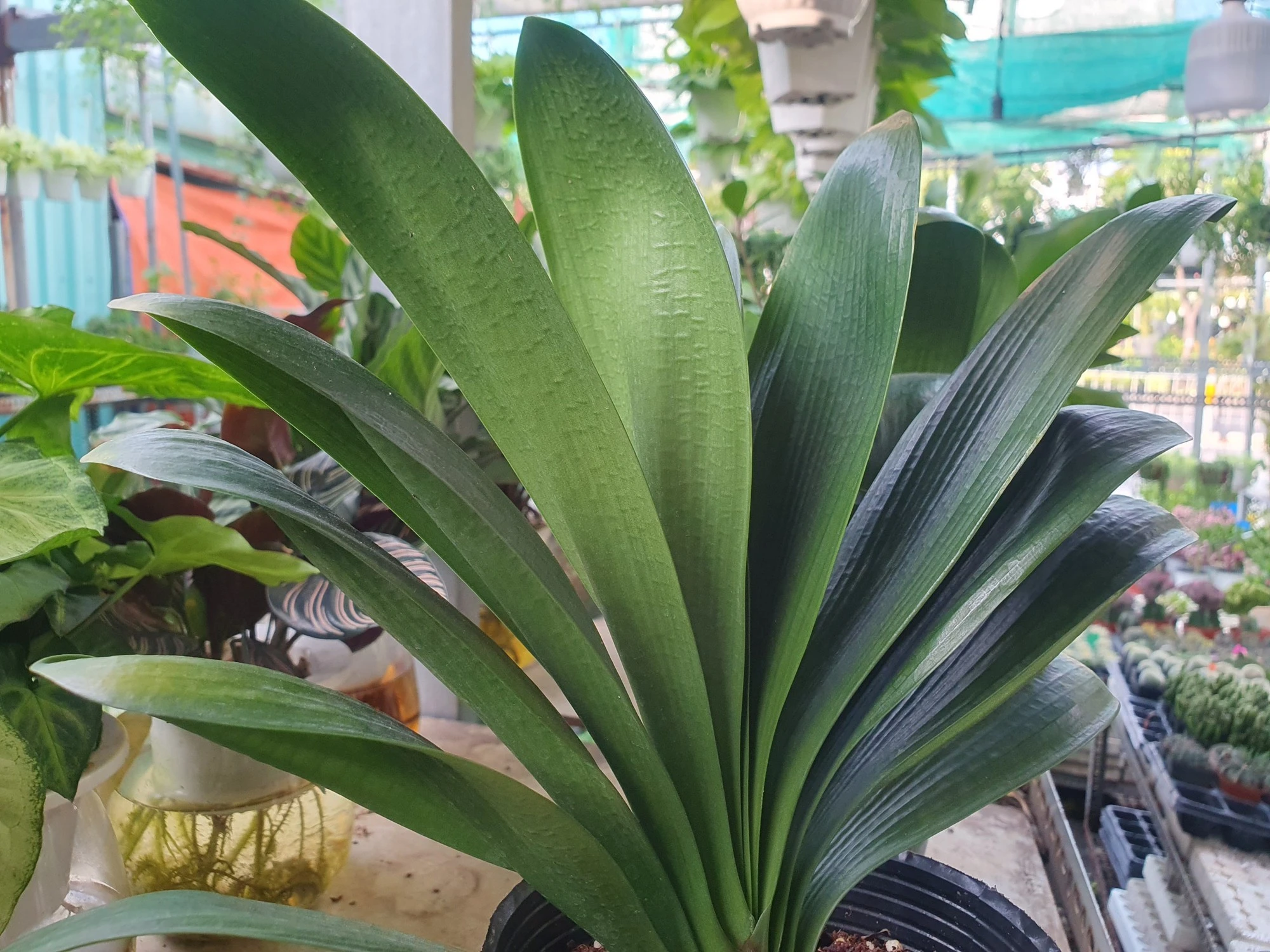 Nhiều người chi tiền triệu mua cây lan quân tử về chơi