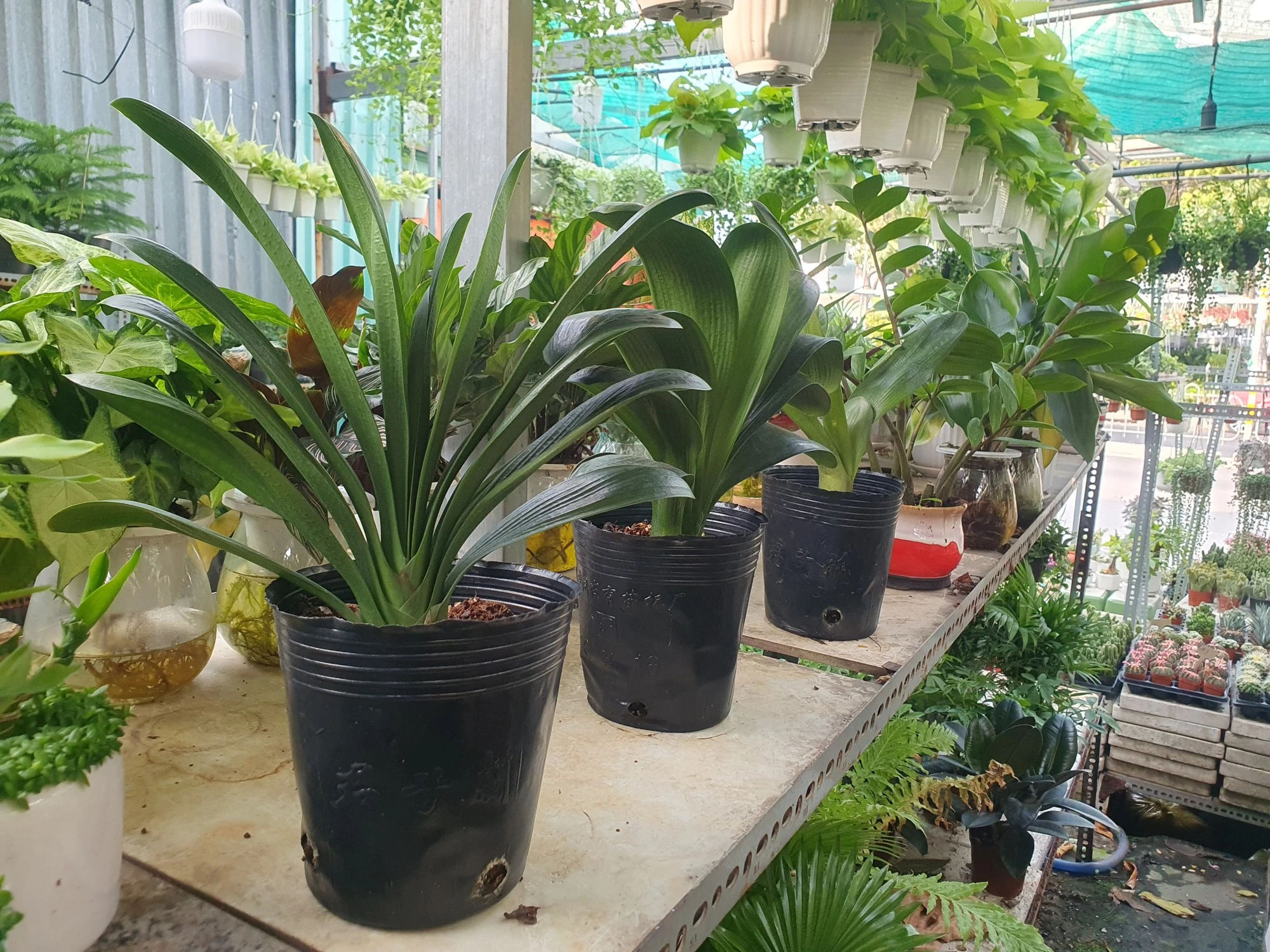 Nhiều người chi tiền triệu mua cây lan quân tử về chơi