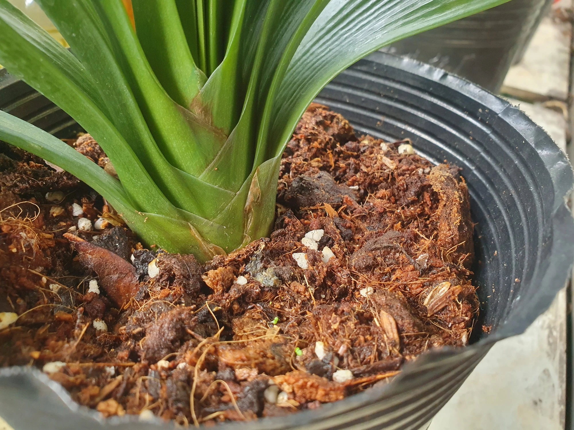 Nhiều người chi tiền triệu mua cây lan quân tử về chơi